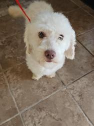 Lost Male Dog last seen 82ndSt los angeles california 90003, Los Angeles, CA 90044