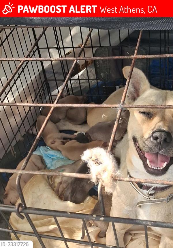 Lost Female Dog last seen Budlong and 117th West athens, West Athens, CA 90044