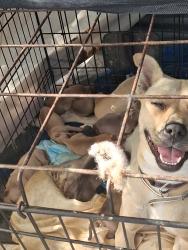Lost Female Dog last seen Budlong and 117th West athens, West Athens, CA 90044