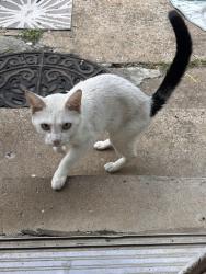 Found/Stray Male Cat last seen Lera Jones Drive, Nashville, TN 37013