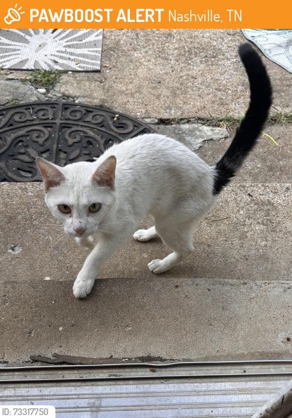 Found/Stray Male Cat last seen Lera Jones Drive, Nashville, TN 37013