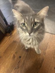 Lost Female Cat last seen Crystal Avenue and E 128th st, Grandview, MO 64030