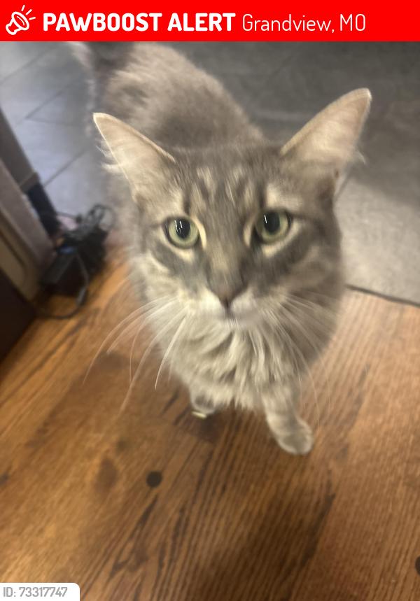 Lost Female Cat last seen Crystal Avenue and E 128th st, Grandview, MO 64030