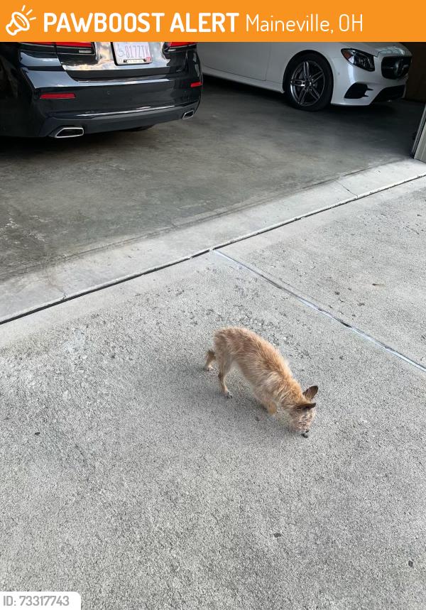Found/Stray Unknown Dog last seen Kelso, Maineville, OH 45039