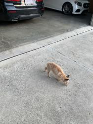 Found/Stray Unknown Dog last seen Kelso, Maineville, OH 45039