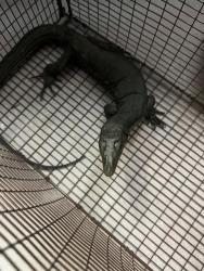 Shelter Stray Unknown Reptile last seen Near BLK CHESTNUT AVE, LONG BEACH, CA 90807, 7700 E Spring St, Long Beach, CA 90815, USA