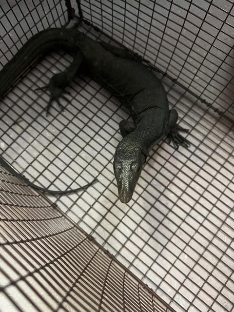 Shelter Stray Unknown Reptile last seen Near BLK CHESTNUT AVE, LONG BEACH, CA 90807, 7700 E Spring St, Long Beach, CA 90815, USA