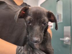 Shelter Stray Female Dog last seen Near BLOCK MOBILE DR, DESERT HOT SPRINGS CA 92240, 72050 Pet Land Pl, Thousand Palms, CA 92276, USA