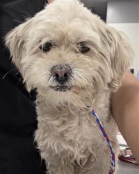 Shelter Stray Female Dog last seen Near BLOCK MOBILE DR, DESERT HOT SPRINGS CA 92240, 72050 Pet Land Pl, Thousand Palms, CA 92276, USA