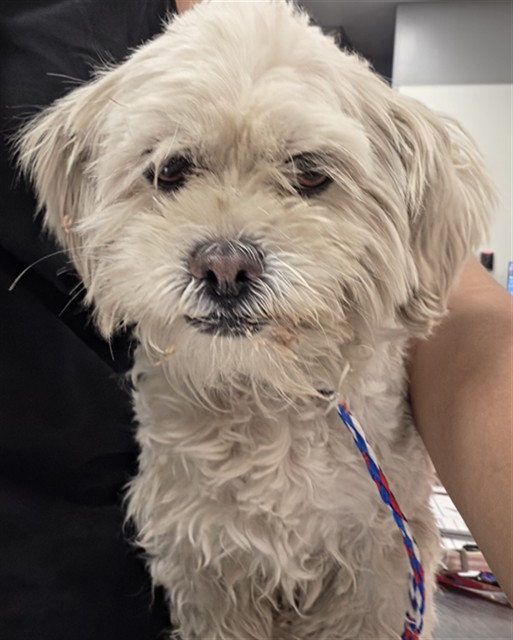 Shelter Stray Female Dog last seen Near BLOCK MOBILE DR, DESERT HOT SPRINGS CA 92240, 72050 Pet Land Pl, Thousand Palms, CA 92276, USA