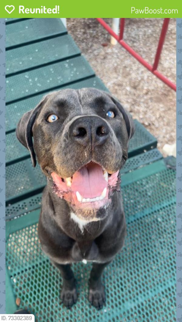 Reunited Male Dog last seen Near NE Oak Ridge Dr, Kansas City, MO 64119, USA, Kansas City, MO 64119