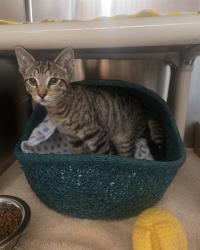 Shelter Stray Male Cat last seen IRVINE BLVD/SAND CANYON AVE, 92620, 6443 Oak Canyon, Irvine, CA 92618, USA