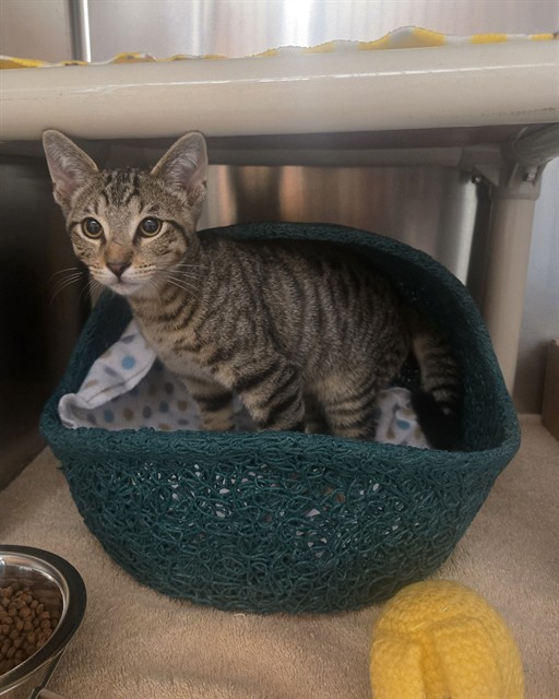 Shelter Stray Male Cat last seen IRVINE BLVD/SAND CANYON AVE, 92620, 6443 Oak Canyon, Irvine, CA 92618, USA