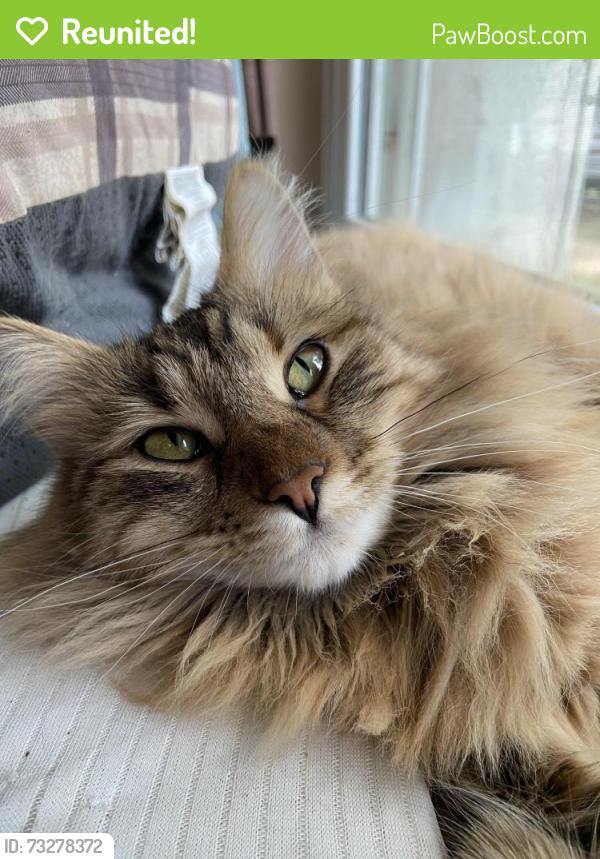 Reunited Female Cat last seen Near city church, San Antonio, TX 78254