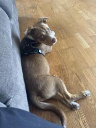 Found/Stray Male Dog last seen Manzanilla, San Pablo, CA 94806