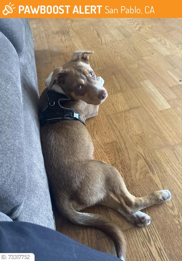 Found/Stray Male Dog last seen Manzanilla, San Pablo, CA 94806