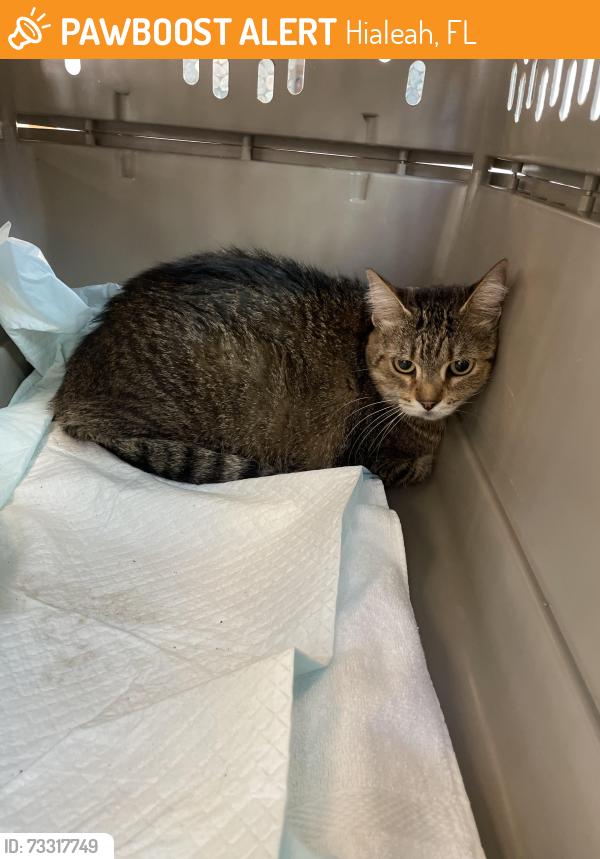 Found/Stray Unknown Cat last seen W 36th Terr & W Fourth Ave, Hialeah, FL 33012