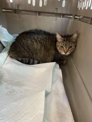 Found/Stray Unknown Cat last seen W 36th Terr & W Fourth Ave, Hialeah, FL 33012