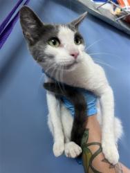 Shelter Stray Female Cat last seen VICTORIA AND ROSALIND, 333 Chandler Pl, San Bernardino, CA 92408, USA