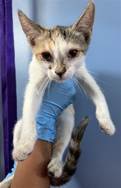 Shelter Stray Female Cat last seen VICTORIA AND ROSALIND, 333 Chandler Pl, San Bernardino, CA 92408, USA