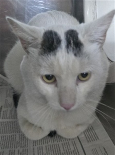 Shelter Stray Male Cat last seen 27TH ST AND MIRAMONTE DR, 333 Chandler Pl, San Bernardino, CA 92408, USA