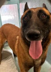Shelter Stray Male Dog last seen , 29525 Agoura Rd, Agoura Hills, CA 91301, USA