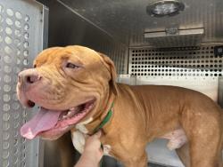 Shelter Stray Male Dog last seen ORANGE ST AND STANLEY PL, 1920 S Lewis, Mesa, AZ 85210, USA