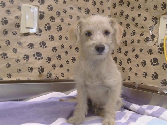 Shelter Stray Male Dog last seen POWER INN RD/CALVINE RD, 95828, 3839 Bradshaw Rd, Sacramento, CA 95827, USA