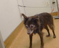 Shelter Stray Male Dog last seen , 3839 Bradshaw Rd, Sacramento, CA 95827, USA
