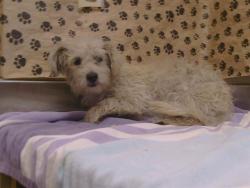 Shelter Stray Female Dog last seen POWER INN RD/CALVINE RD, 95828, 3839 Bradshaw Rd, Sacramento, CA 95827, USA
