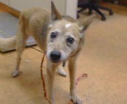 Shelter Stray Female Dog last seen , 3839 Bradshaw Rd, Sacramento, CA 95827, USA