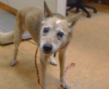 Shelter Stray Female Dog last seen , 3839 Bradshaw Rd, Sacramento, CA 95827, USA