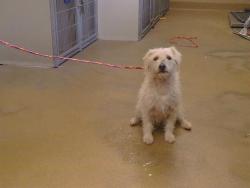 Shelter Stray Male Dog last seen POWER INN RD/CALVINE RD, 95828, 3839 Bradshaw Rd, Sacramento, CA 95827, USA