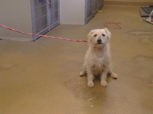 Shelter Stray Male Dog last seen POWER INN RD/CALVINE RD, 95828, 3839 Bradshaw Rd, Sacramento, CA 95827, USA