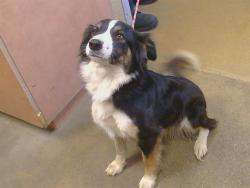 Shelter Stray Female Dog last seen GRANT LINE RD/JACKSON RD, 95624, 3839 Bradshaw Rd, Sacramento, CA 95827, USA