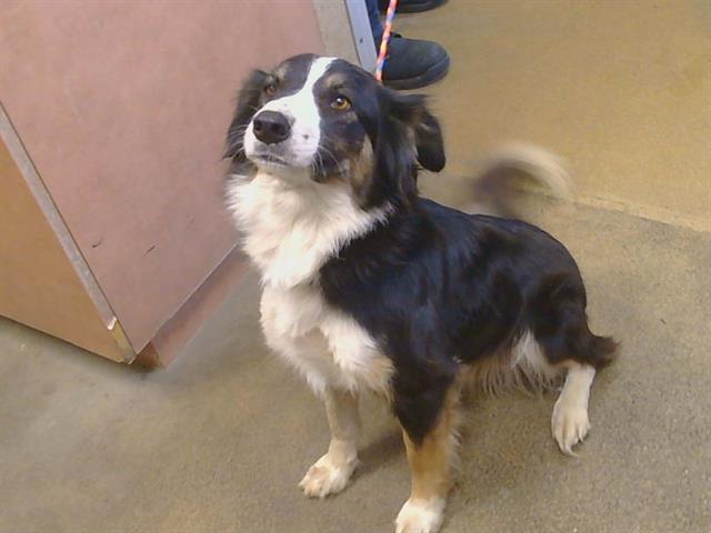 Shelter Stray Female Dog last seen GRANT LINE RD/JACKSON RD, 95624, 3839 Bradshaw Rd, Sacramento, CA 95827, USA