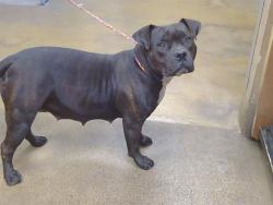 Shelter Stray Female Dog last seen MANZANITA AVE/WINDING WAY, CARMICHAEL CA 95608, 3839 Bradshaw Rd, Sacramento, CA 95827, USA