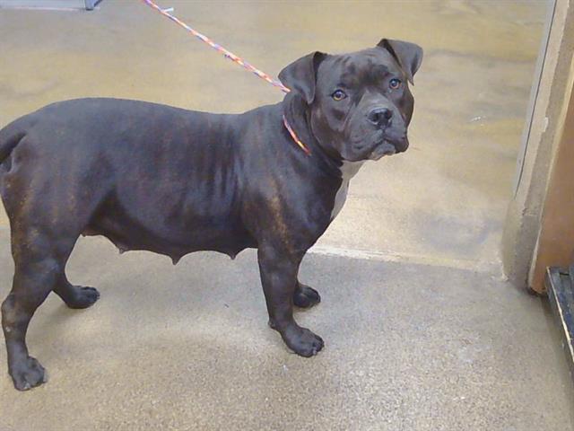 Shelter Stray Female Dog last seen MANZANITA AVE/WINDING WAY, CARMICHAEL CA 95608, 3839 Bradshaw Rd, Sacramento, CA 95827, USA