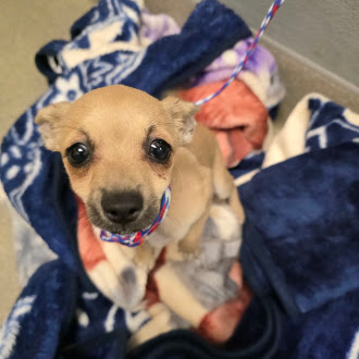 Shelter Stray Female Dog last seen Near BLOCK CRUSADER CT, LAS VEGAS NV 89115, 655 N Mojave Rd, Las Vegas, NV 89101, USA