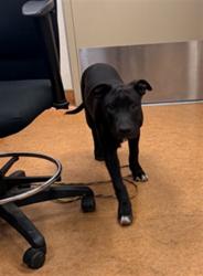 Shelter Stray Male Dog last seen PARK AVE/LINCOLN WAY, 95632, 3839 Bradshaw Rd, Sacramento, CA 95827, USA