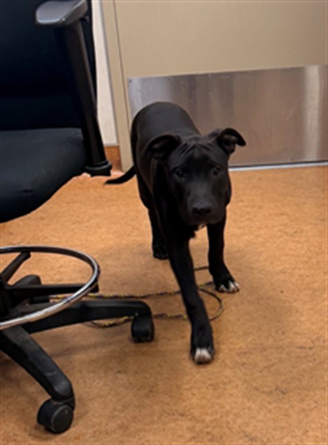 Shelter Stray Male Dog last seen PARK AVE/LINCOLN WAY, 95632, 3839 Bradshaw Rd, Sacramento, CA 95827, USA