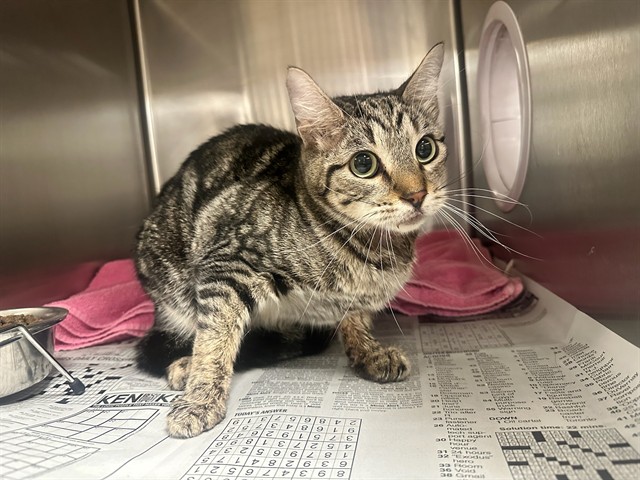 Shelter Stray Female Cat last seen , 38550 Sierra Hwy, Palmdale, CA 93550, USA