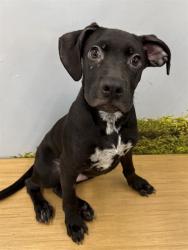Shelter Stray Male Dog last seen Near BLOCK NORTHWIND DR, BAKERSFIELD CA 93313, 3951 Fruitvale Ave, Bakersfield, CA 93308, USA