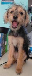Shelter Stray Female Dog last seen , 4275 Elton St, Baldwin Park, CA 91706, USA