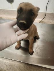 Shelter Stray Female Dog last seen Near BLOCK LONE BUTTE RD, MOJAVE CA 93501, 3951 Fruitvale Ave, Bakersfield, CA 93308, USA