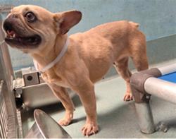 Shelter Stray Female Dog last seen , 4275 Elton St, Baldwin Park, CA 91706, USA