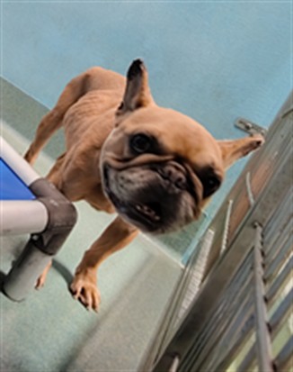 Shelter Stray Male Dog last seen , 4275 Elton St, Baldwin Park, CA 91706, USA