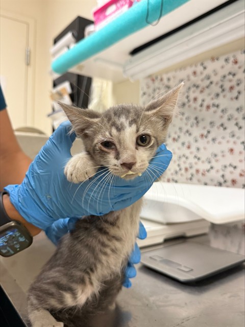 Shelter Stray Male Cat last seen Near BLOCK IOWA AVE, RIVERSIDE CA, 6851 Van Buren Boulevard, Jurupa Valley, CA 92509, USA