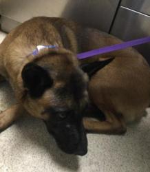 Shelter Stray Male Dog last seen DODD ST/ 54TH ST, JURUPA VALLEY CA, 6851 Van Buren Boulevard, Jurupa Valley, CA 92509, USA