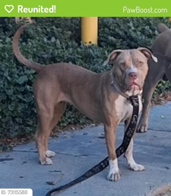 Reunited Female Dog last seen Labor commission, Los Angeles, CA 90033